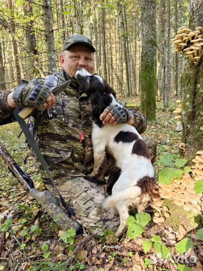 Вязка русский охотничий спаниель