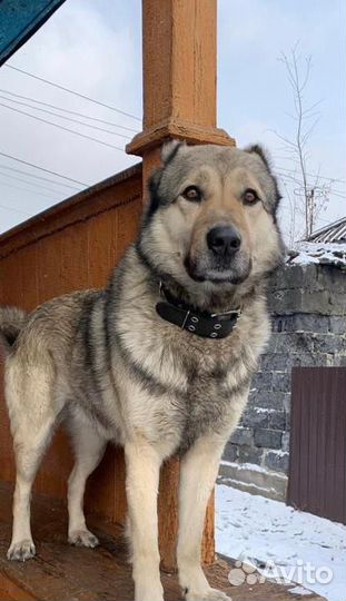 Собака