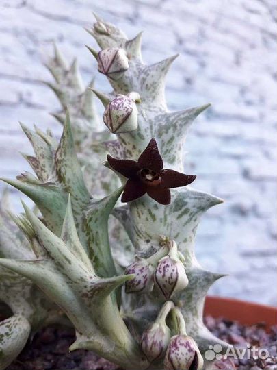 Караллума Каэспитоза