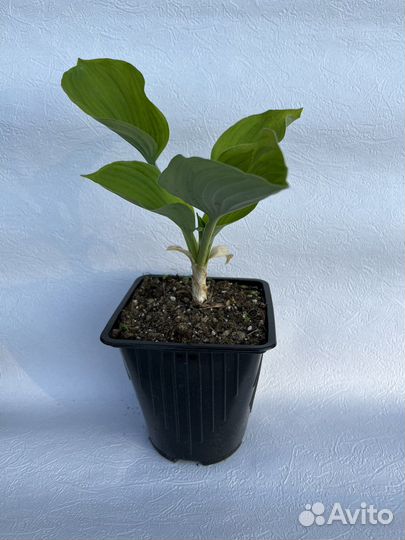 Хоста Fragrant dream C2