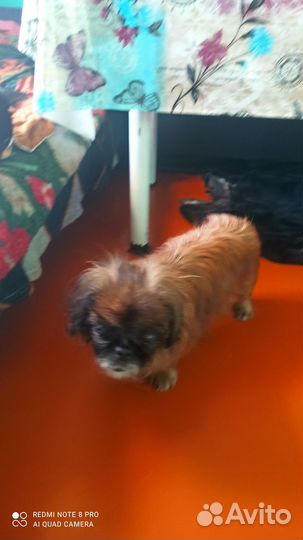 Найдена собака пекинес девочка старая, рыжий окрас