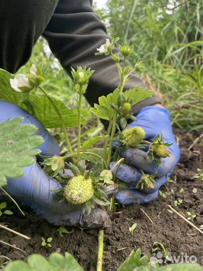 Рассада помидор, огурцы клубники,перец,чай мята