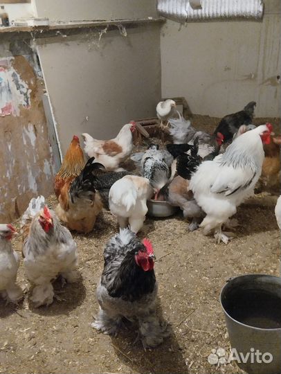 Петухи брама, Амерах