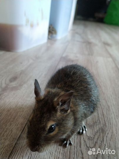 Дегу с клеткой