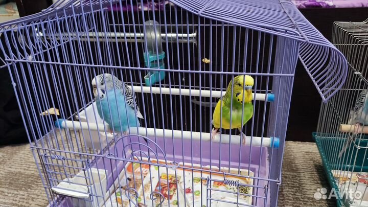 Продам попугай