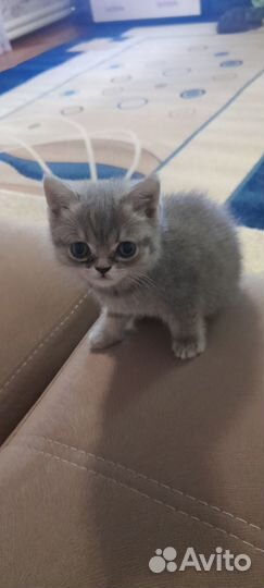 Отдам в добрые руки маленькую кошечку