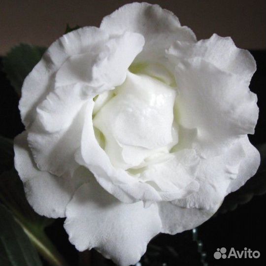 Глоксиния Мадонна