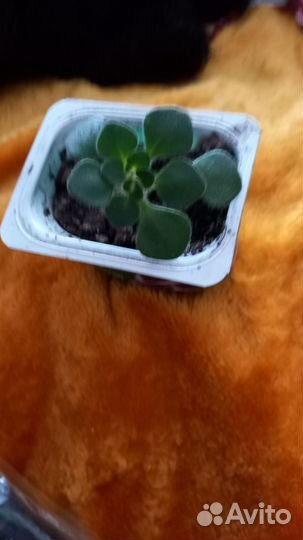 Оксалис (бабочка фиолетовая)