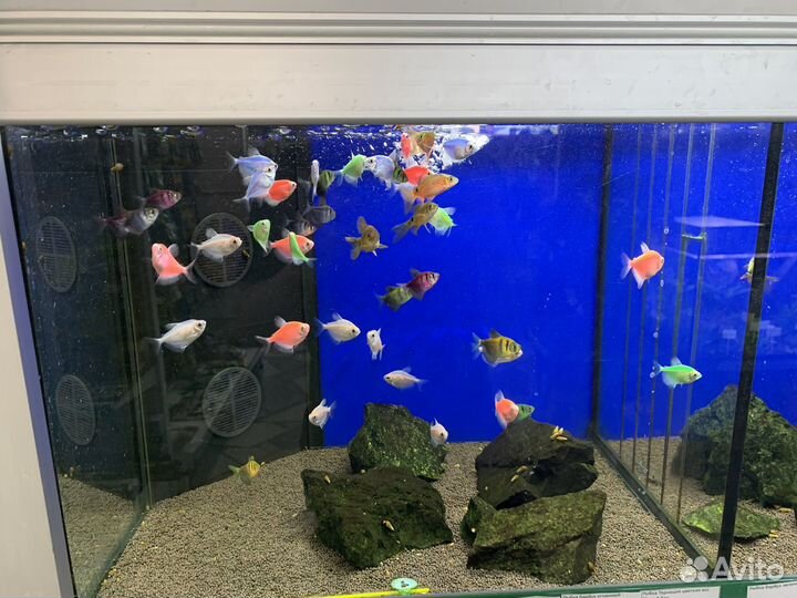 Аквариумные рыбки и растения