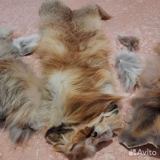 Продаются лисьи шкуры