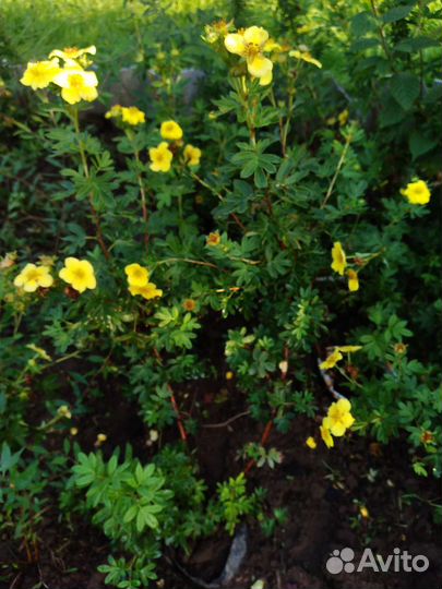 Лапчатка кустарниковая жёлтая Goldfinger саженцы
