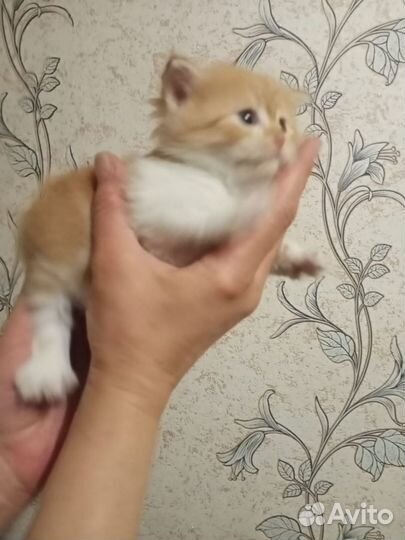 Котята бесплатно