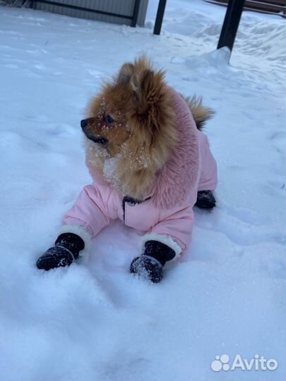 Комбинезон собак мелких и средних пород