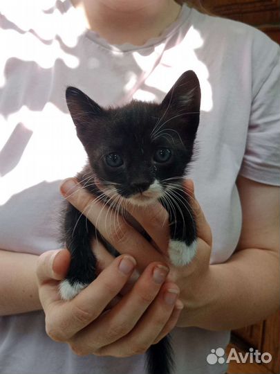 Котята бесплатно