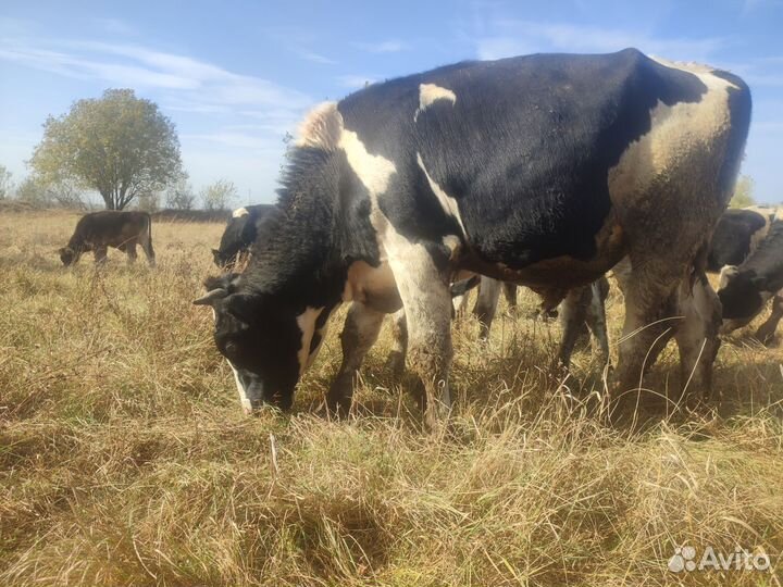 Бычки и быки на мясо