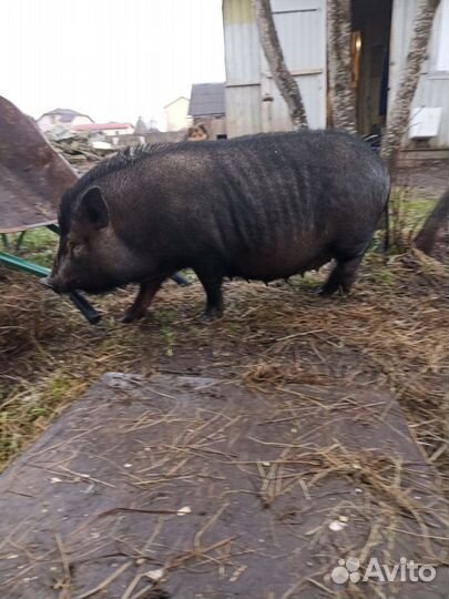 Вьетнамская свинья