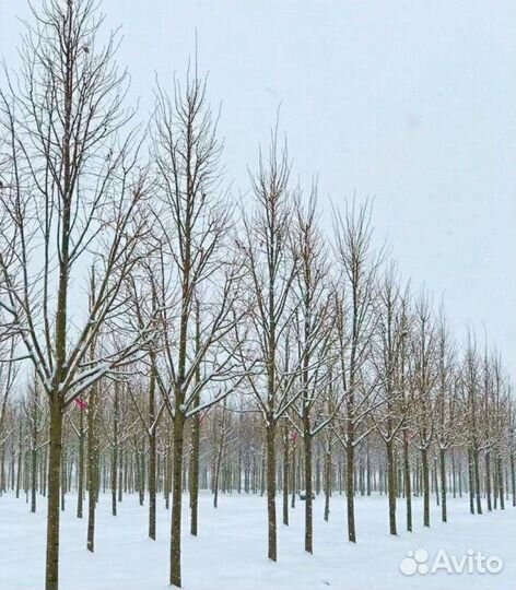 Липа мелколистная