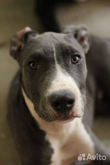 Щенки питбультерьера