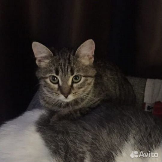 Отдам в добрые руки котенка