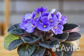 Хлорофитумы, фиалки, глоксинии, аихризон