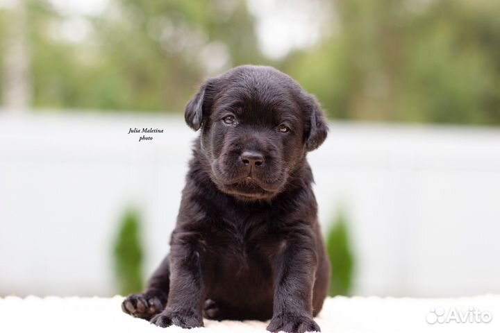 Щенки лабрадора