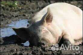 Продаётся мясо свинина