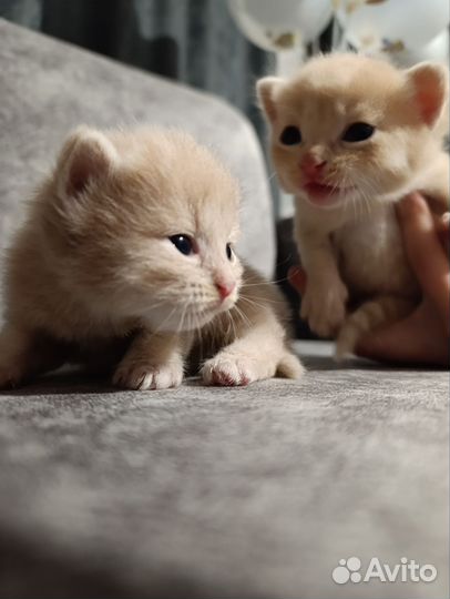 Котята