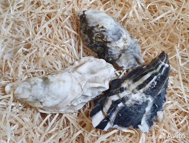 Устрица Розовая Джоли