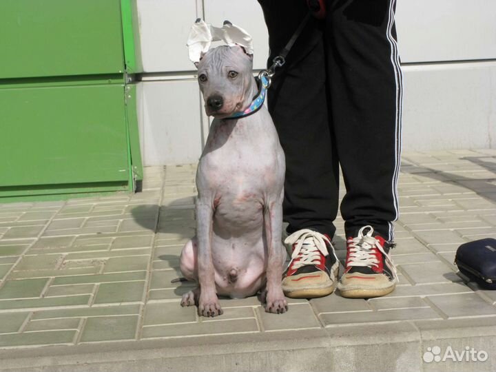 Американский голый терьер щенки