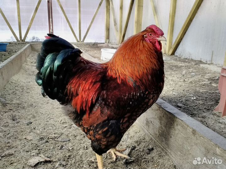 Петух Виандот