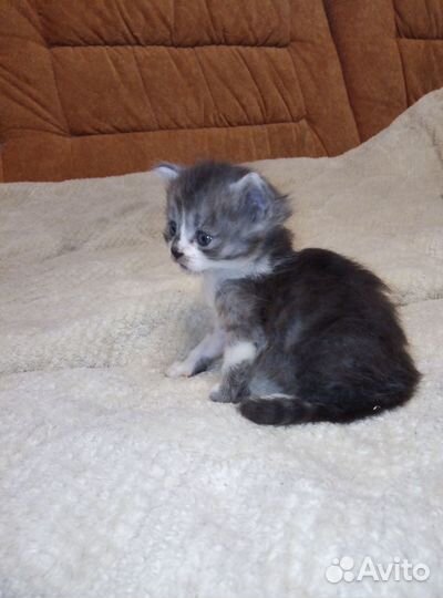Котёнок