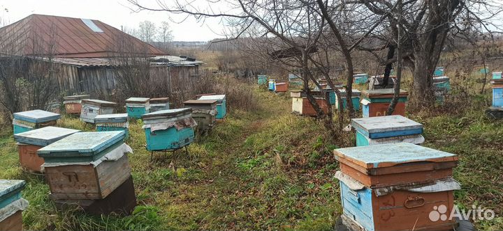 Улей с пчелами