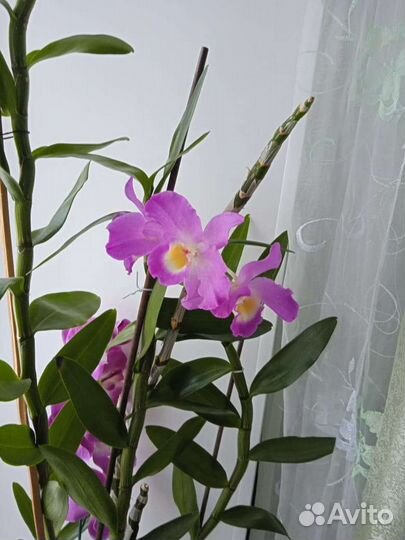 Дендробиум