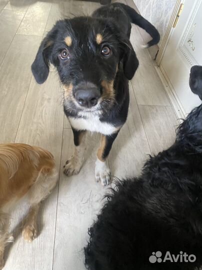 Собака в добрые руки