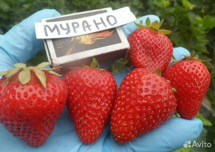 Рассада клубники