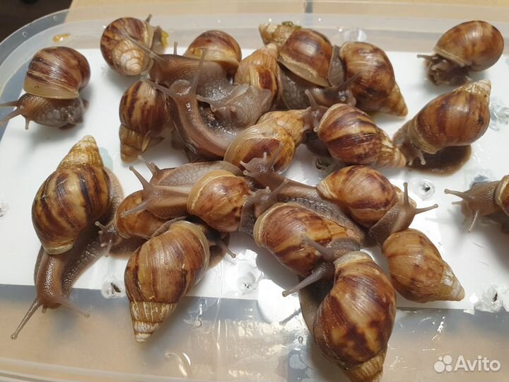 Ахатина Фулика