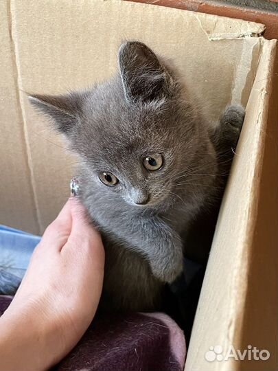 Котёнок, мальчики