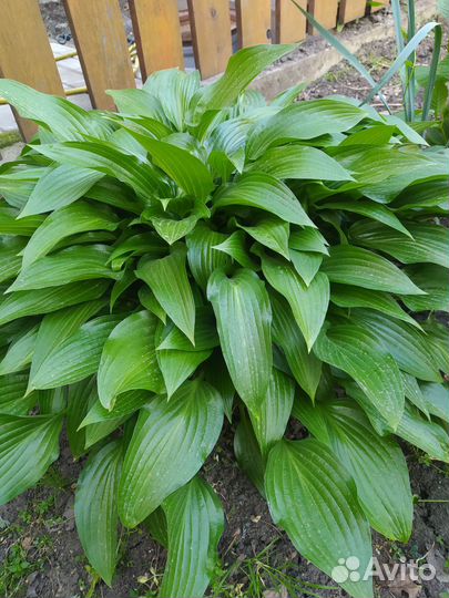 Растения цветы для сада