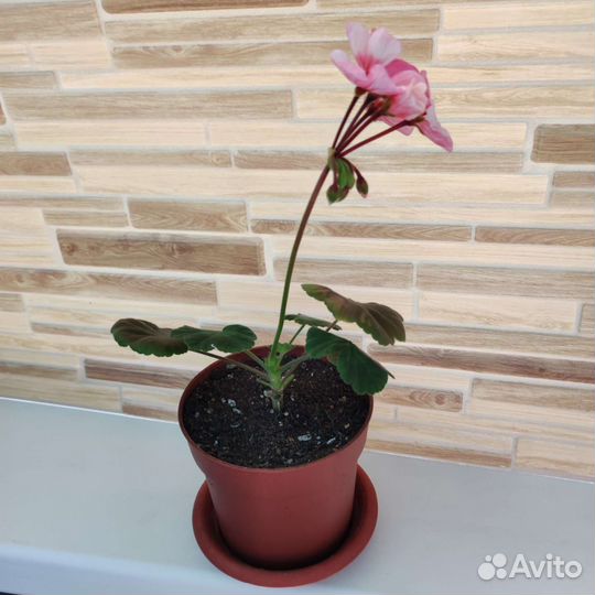 Герань пеларгония