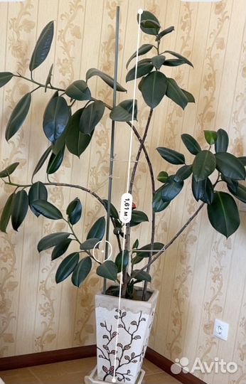 Фикус каучуконосный большой 160 см