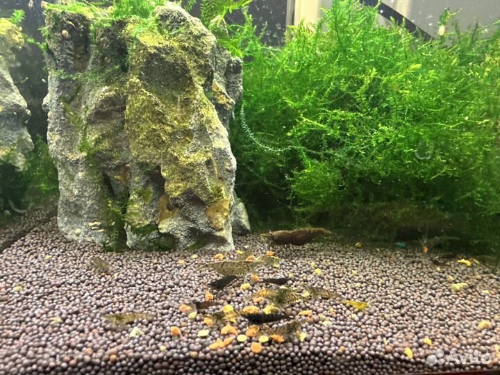 Креветочки цветные