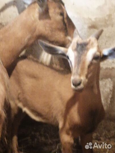 Дойные козы