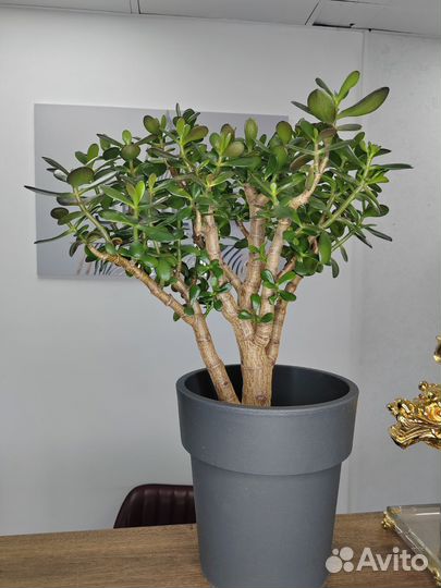 Крассула. Толстянка