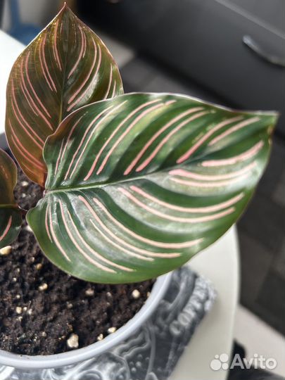 Калатея сандериана