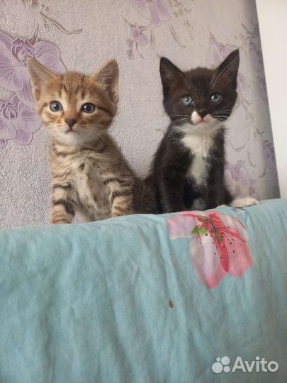 Котята в дар бесплатно