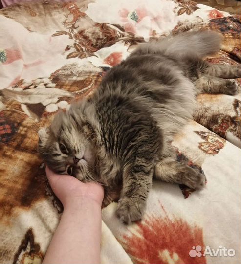 Кот вязка