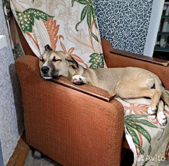 Молодой кобель