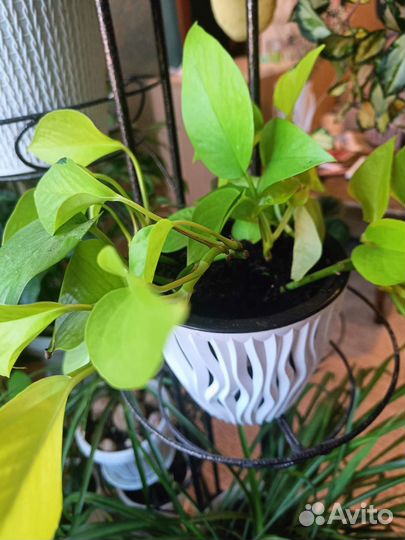 Сингуниум лайм