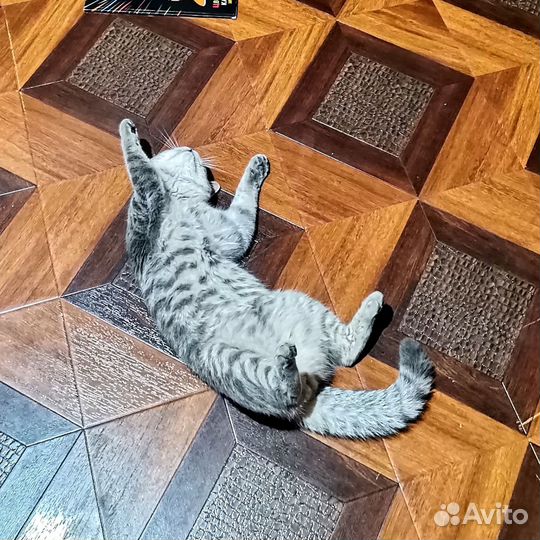 Британский кот