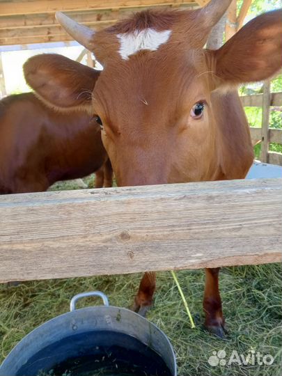 Продажа тёлок